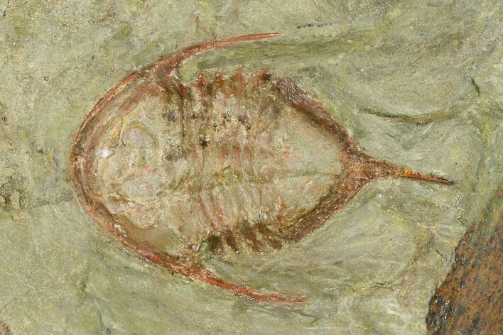 Megistaspis Trilobite - Fezouata Formation, Morocco #138931